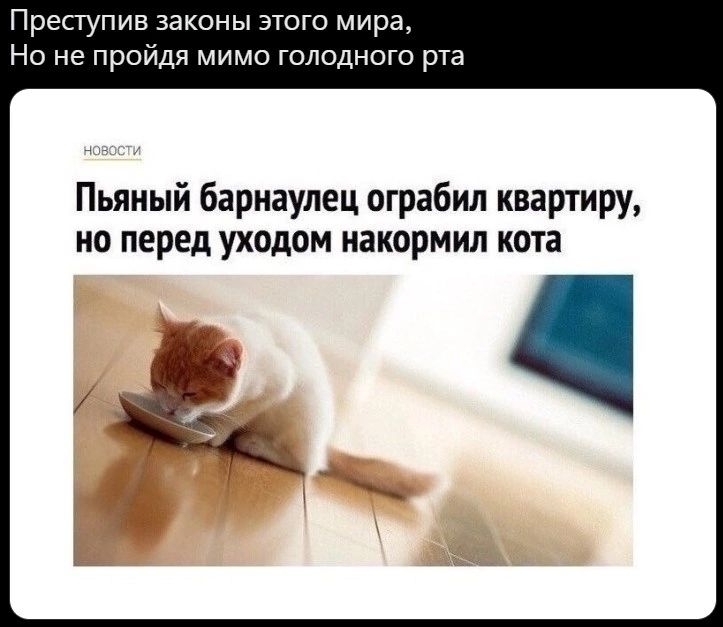 Преступив законы этого мира Но не пройдя мимо голодного рта Пьяный барнаулец ограбил квартиру но перед уходом иакормил кота