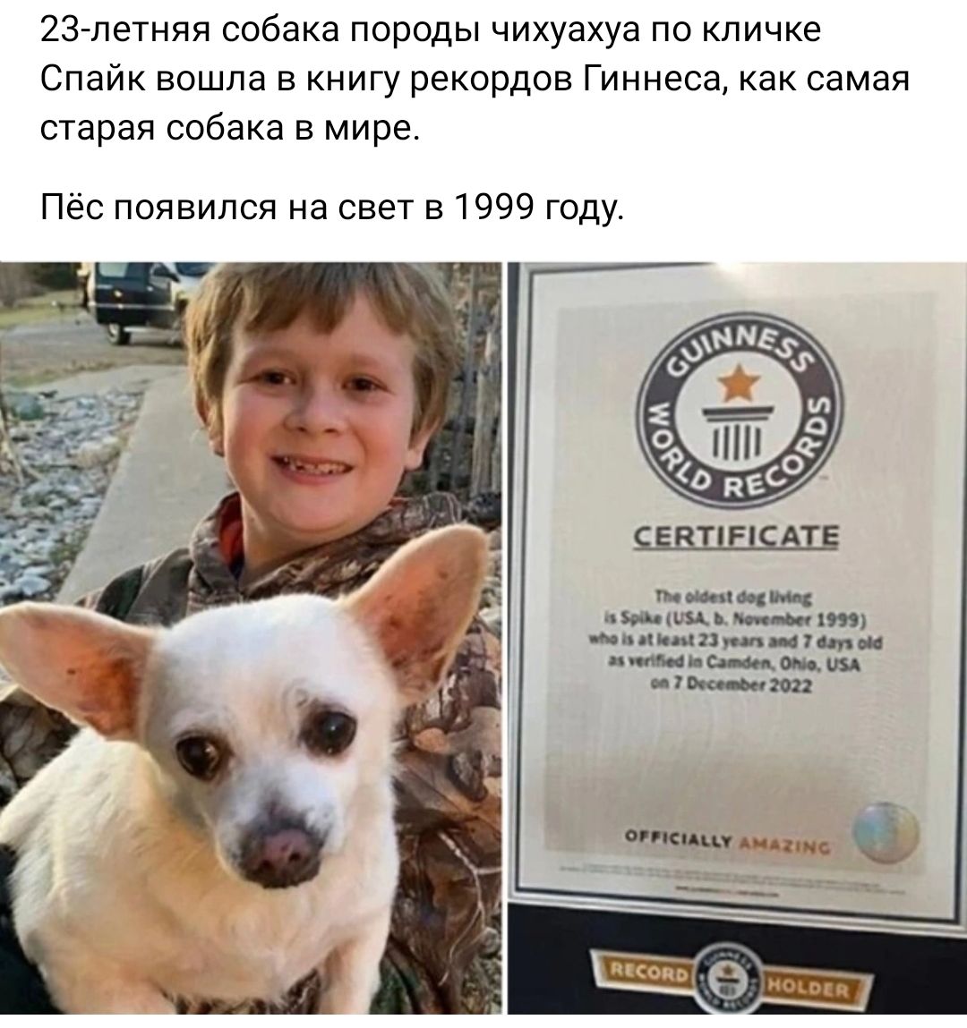 23 летняя собака породы чихуахуа по кличке Спайк вошла в книгу рекордов Гиннеса как самая старая собака в мире Пес появился на свет 51999 году _