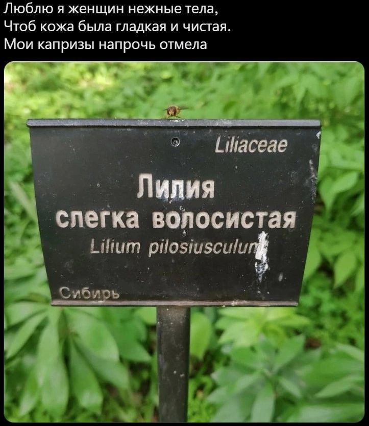 Люблю я женщин нежные тела Чтоб кожа была глццкая и чистая Мои капризы напрочь отмена ФЙйёсеве чь Пя 11 слегка ваосистая Шіит рпрзіизсии
