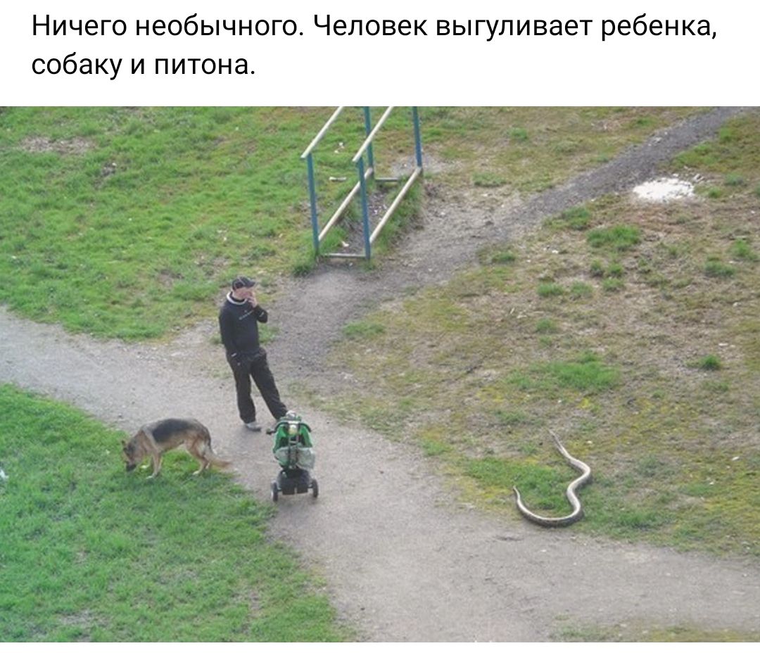 Ничего необычного Человек выгуливает ребенка собаку и питона