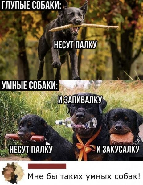 ГЛУПЫЕ СОБАКИ 2 НЕСУТ ПАПКУ умны сдвдш т _ ЁР в ЕМ нгсут пдлку и здкусдлку _ Мне бы таких умных собак