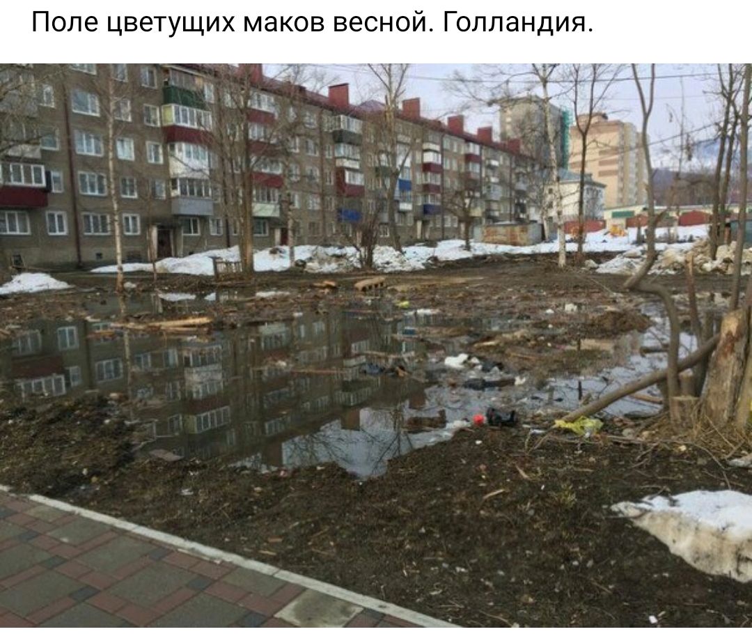 Попе цветущих маков весной Голландия