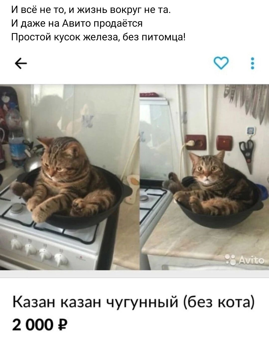 И всё не то и жизнь вокруг не та И даже на Авито продаётся Простой кусок железа без питомца о а Казан казан чугунный без кота 2 000 В