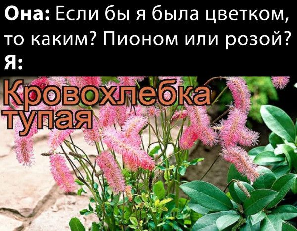 Она Если бы я была цветком то каким Пионом или розой Ч
