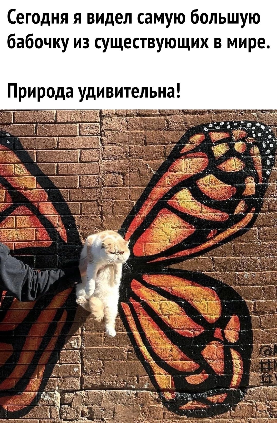 Сегодня я видел самую большую бабочку из существующих в мире Природа удивительна