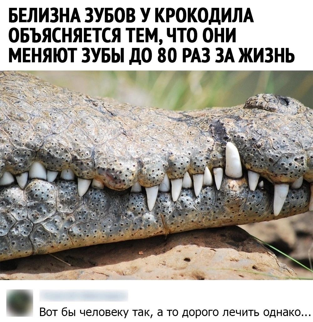 БЕЛИЗНА ЗУБОВ У КРОКОДИЛА ОБЪЯСНЯЕТСЯ ТЕМ ЧТО ОНИ МЕНЯЮТ ЗУБЫ до 80 РАЗ ЗА ЖИЗНЬ Вот бы человеку так а то дорого лечить однако