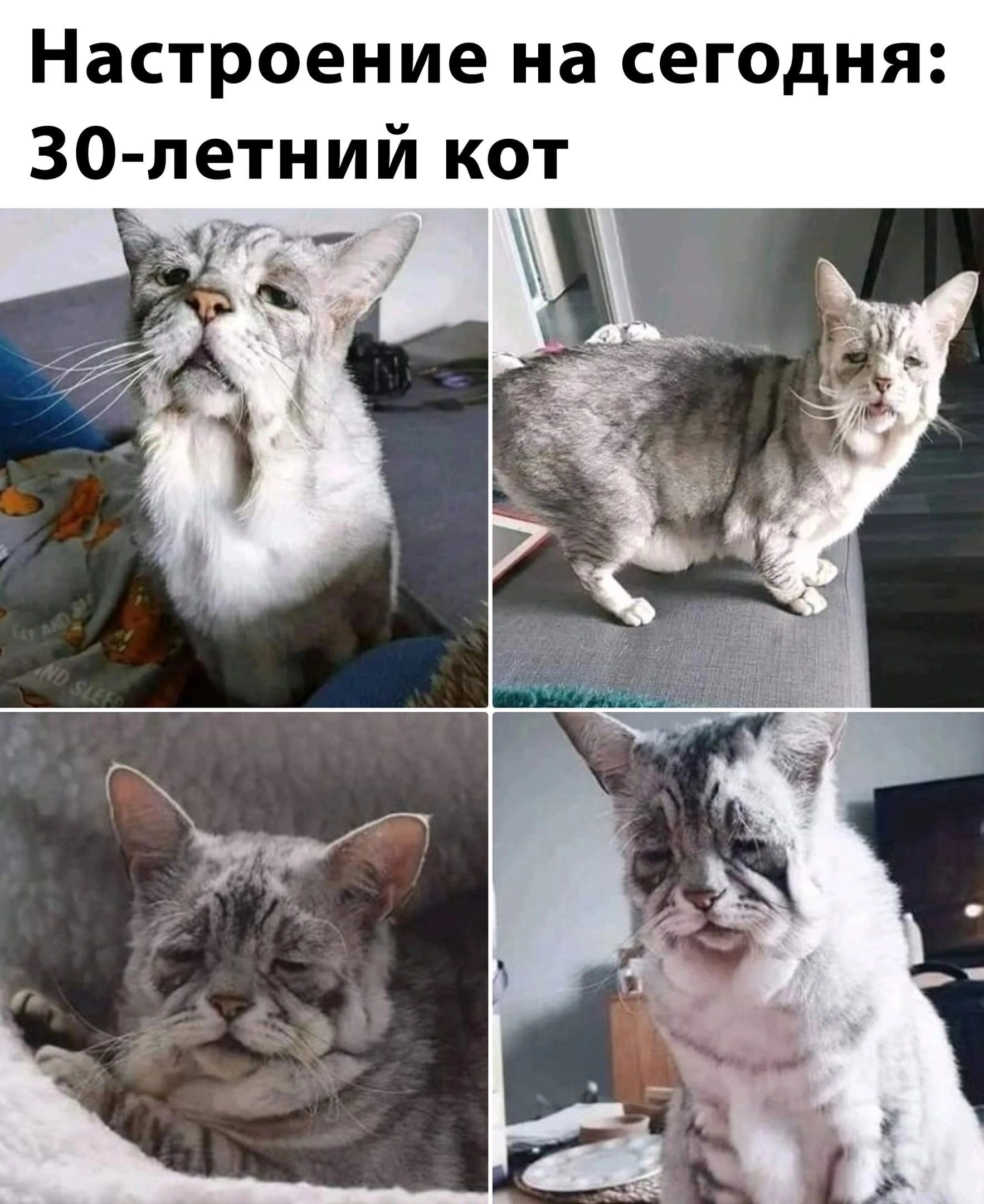 Настроение на сегодня 30 летний кот