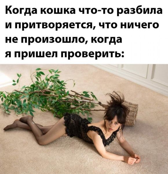 Когда кошка что то разбила и притворяется что ничего не произошло когда я пришел проверить
