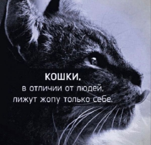 КОШКИ в отличии от тодей пижут жопу только Себе