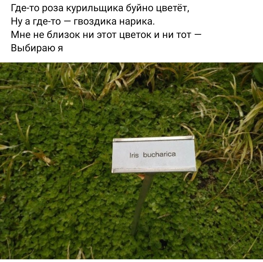 Где то роза курильщика буйно цветёт Ну а гдето гвоздика нарика Мне не близок ни этот цветок и ни тот Выбираю я Ьщ Ьапса