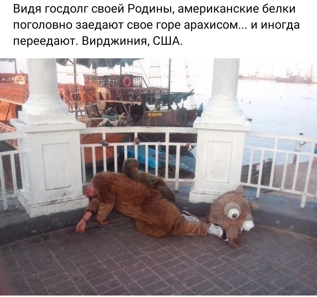 Видя госдолг своей Родины американские белки поголовно заедают свое горе арахисом и иногда переедают Вирджиния США