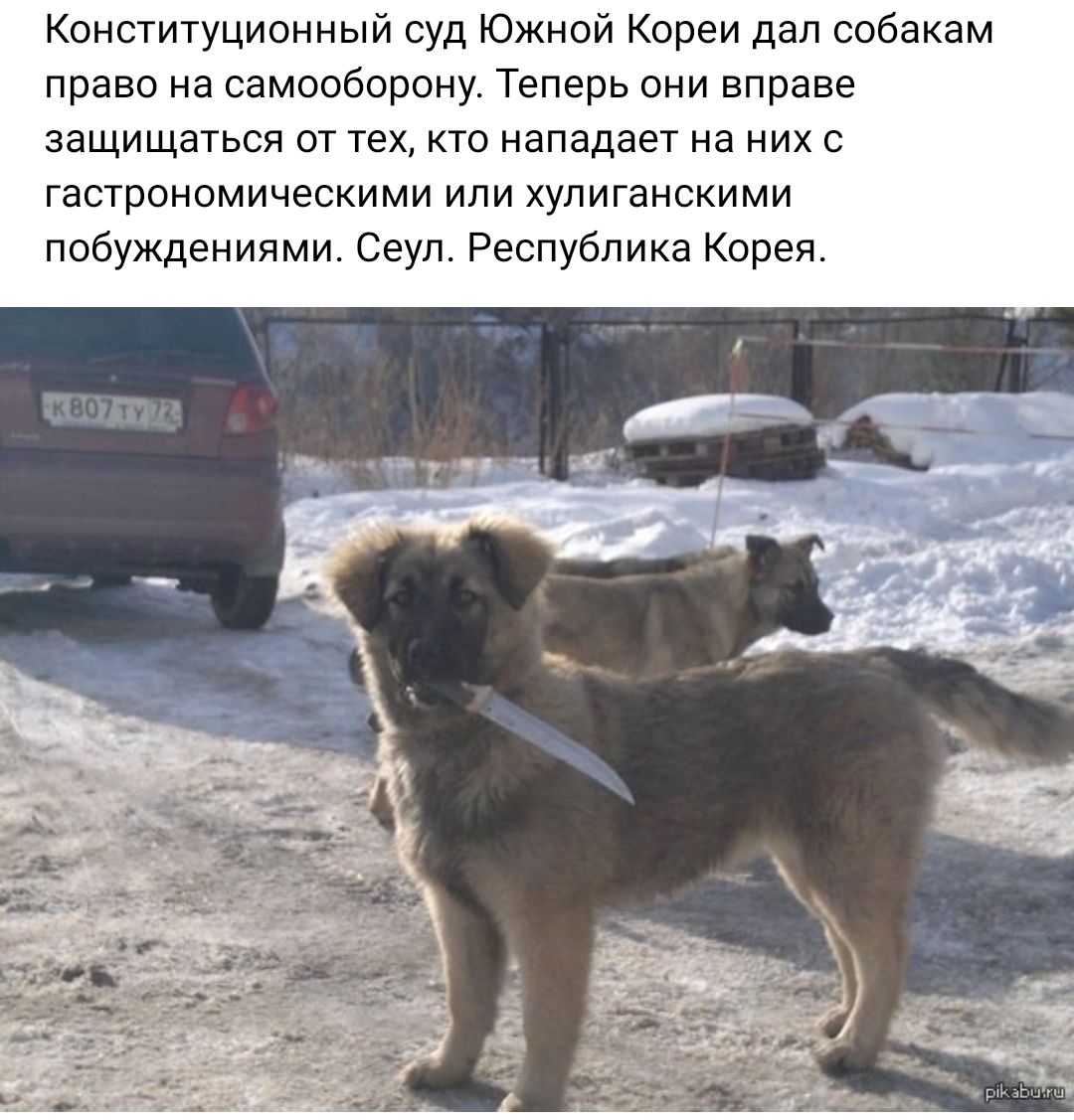 Конституционный суд Южной Кореи дал собакам право на самооборону Теперь они вправе защищаться от тех кто нападает на них с гастрономичесиими или хупиганскими побуждениями Сеул Республика Корея