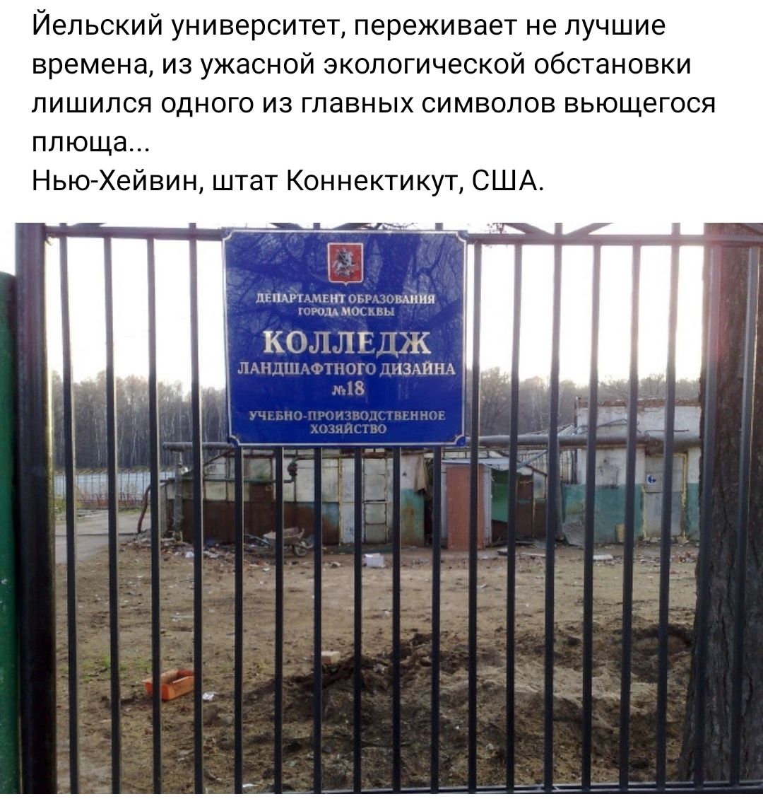 Йельский университет переживает не лучшие времена из ужасной экологической обстановки лишился одного из главных символов вьющегося плюща Ньюейвин штат Коннектикут США