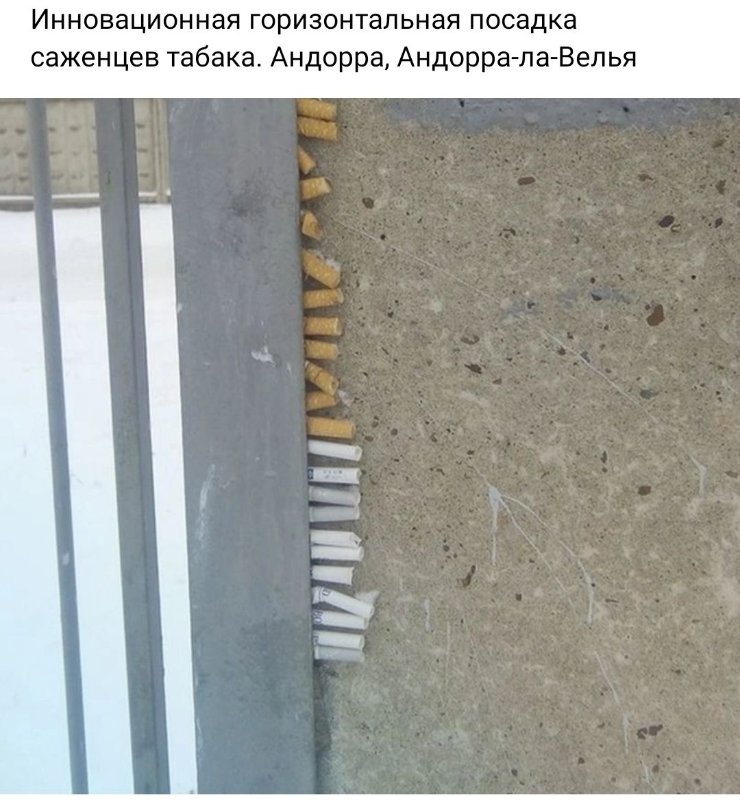 Инновационная горизонтальная посадка саженцев табака Андорра Андорра па Велья
