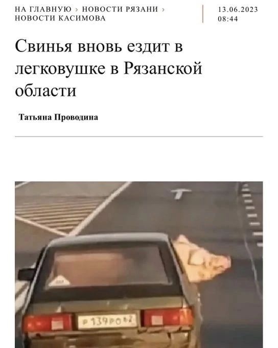 НА пивную нинштп Мам нпвокти мснмом Свинья вновь ездит в легковушке в Рязанской области Тппип Пришти из 201 чк