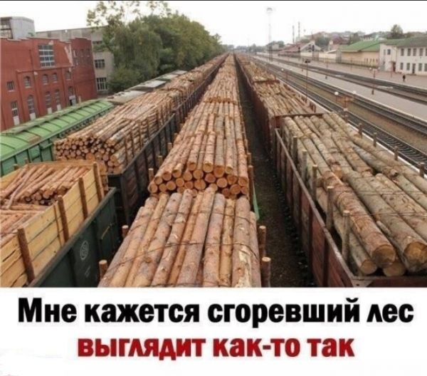 Мне кажется сгоревший лес НГАЯАИТ К ТО так