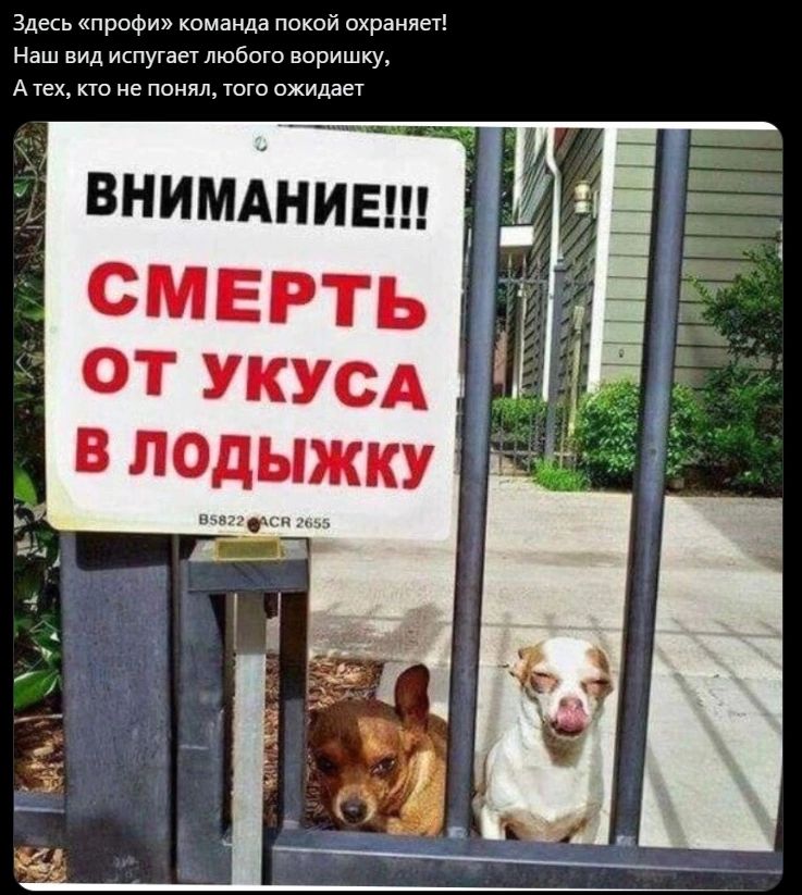 зд профи команда покой шрамы Наш вид испуган шабаш воришку А тех по не понял юго ожидает ВНИМАНИЕ смерть ОТ УКУСА В лОдыжку 1