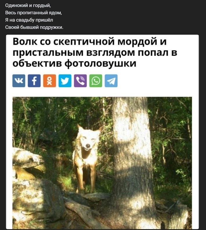 или шил иронии я на ШМ при о бытии тадж Волк со скептичной мордой и пристальным взглядом попал в объектив фотоповушки