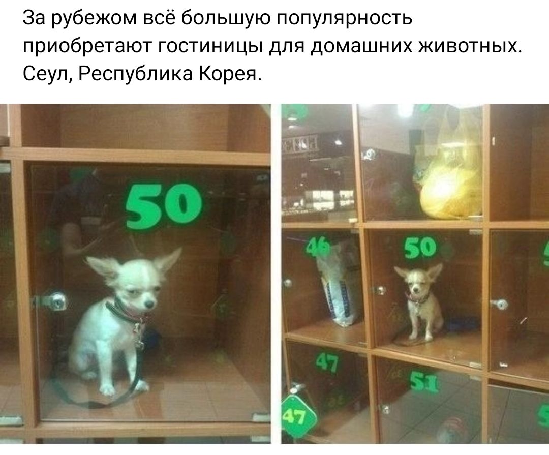 За рубежом все большую популярность приобретают гостиницы для домашних животных Сеул Республика Корея
