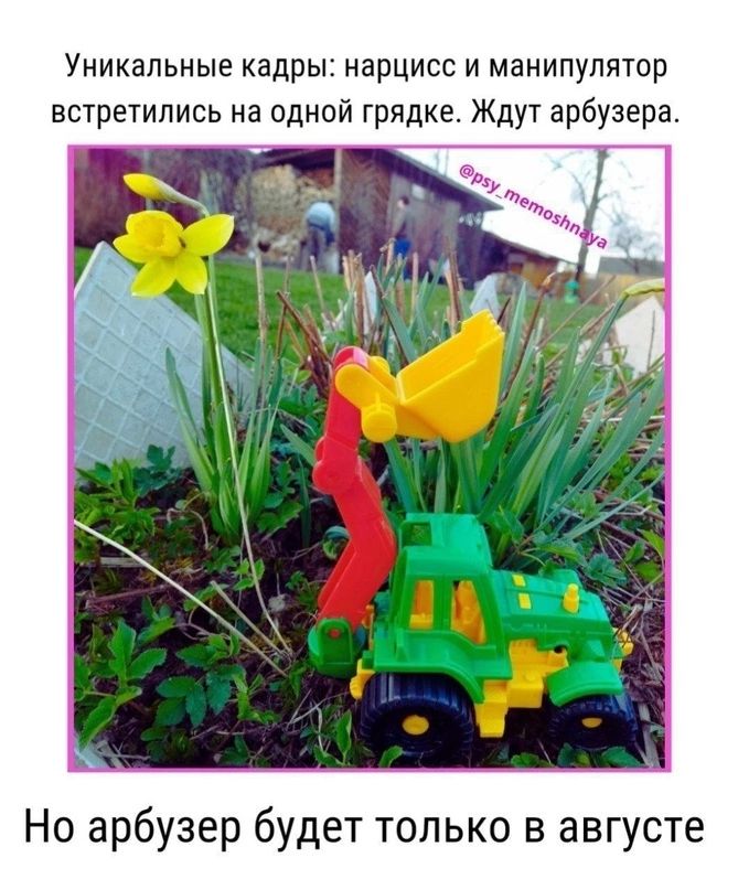 Уникальные кадры нарцисс и манипулятор встретились на одной грядка Ждут арбузара Но арбузер будет только в августе