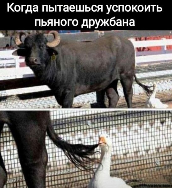 Когда пытаешься успокоить пьяного дружбана ь