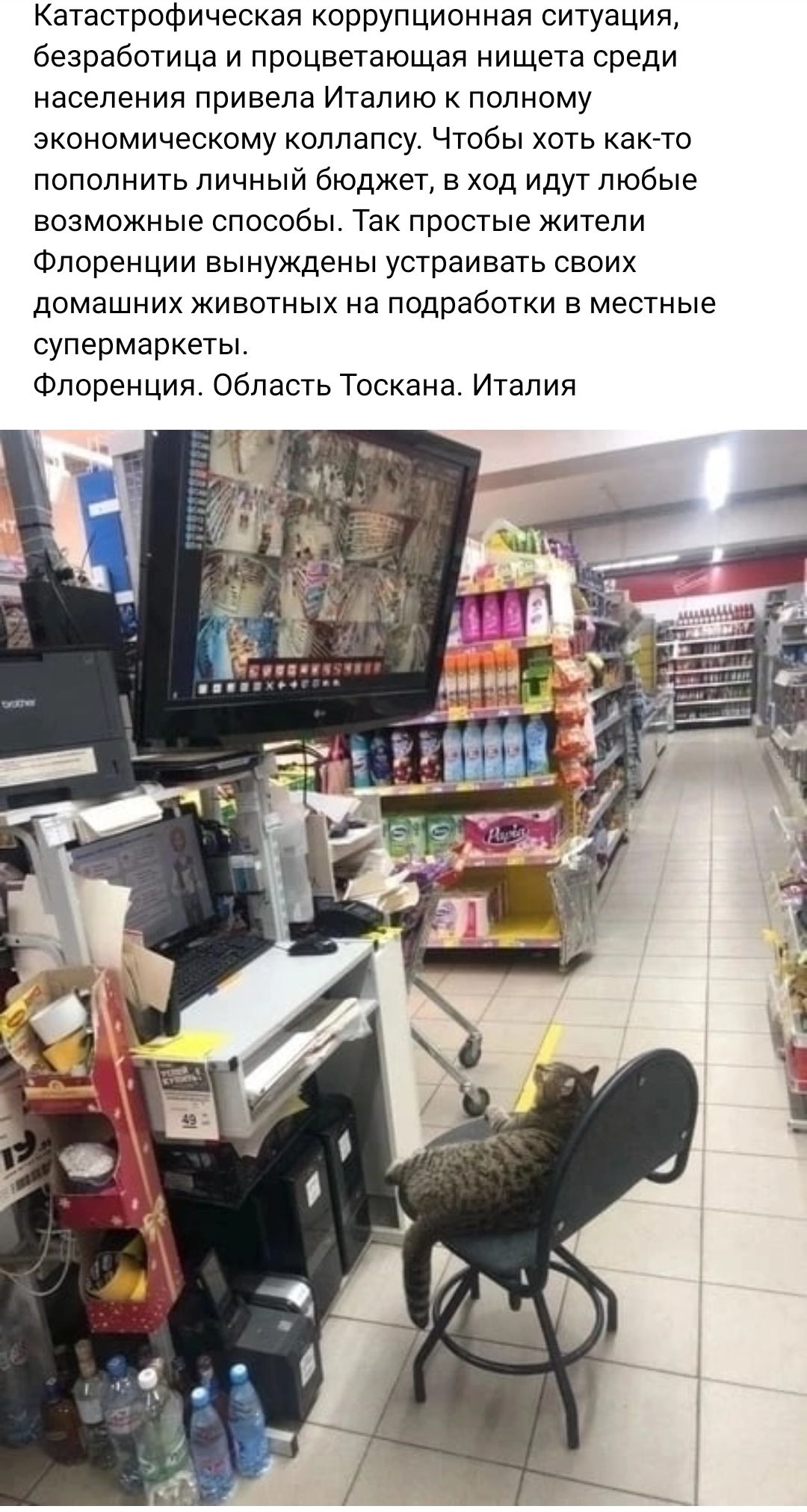 Катастрофическая коррупционная ситуация безработица и процветающая нищета среди населения привела Италию к полному экономическому коллапсу Чтобы хоть както пополнить личный бюджет в ход идут любые возможные способы Так простые жители Флоренции вынуждены устраивать своих домашних животных а подработки в местные супермаркеты Флоренция Область Тоскана Италия