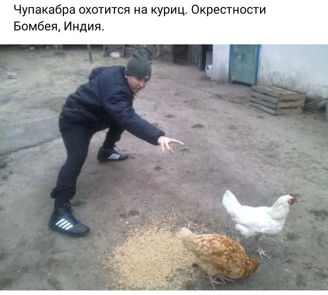 Чупакабра охотится на куриц Окрестности Бомбея Индия