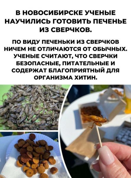 В НОВОСИБИРСКЕ УЧЕНЫЕ НАУЧИПИСЬ ГОТОВИТЬ ПЕЧЕНЬЕ ИЗ СВЕРЧКОВ ПО ВИПУ ПЕЧЕНЬКИ ИЗ СВЕРЧКОВ НИЧЕМ НЕ ОТПИЧАЮТСЯ ОТ ОБЫЧНЫХ УЧЕНЫЕ СЧИТАЮТ ЧТО СВЕРЧКИ БЕЗОПАСНЫЕ ПИТАТЕПЬНЫЕ И СОДЕРЖАТ БПАГОПРИПТНЬій для ОРГАНИЗМА ХИТИН