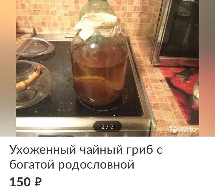 Ухоженный чайный гриб с богатой родословной 150 Р
