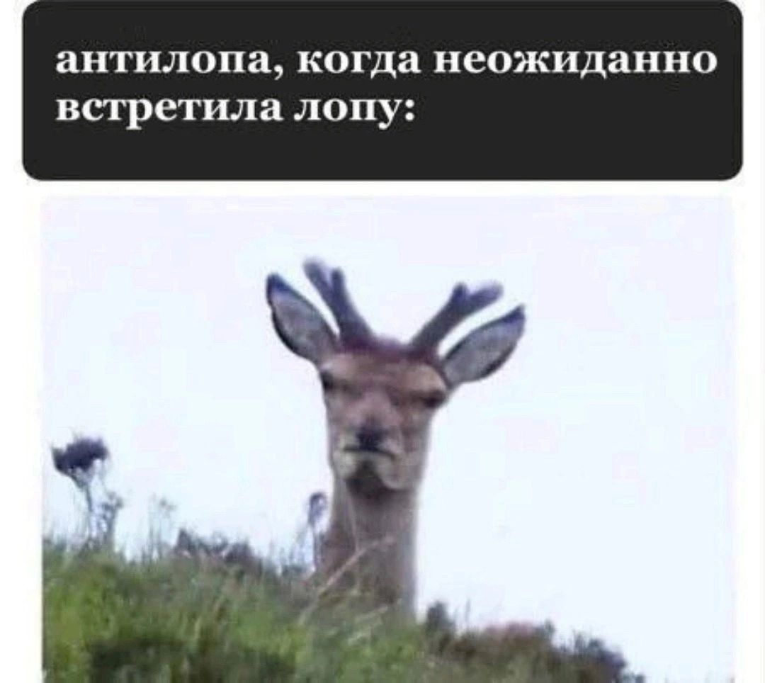 антилопа КОГДа пеожидап О встретила лопу