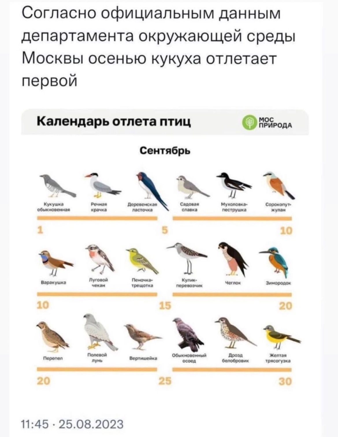 Согласно официальным данным департамента окружающей среды МОСКВЫ ОСЕНЬЮ КУКУХЗ отлетает первой 11 45 25 08 2023