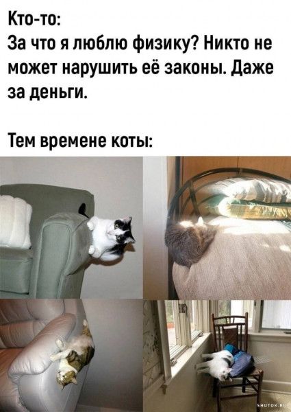 Кто то За что я люблю физику Никто не может нарушить её законы даже за деньги Тем времене коты