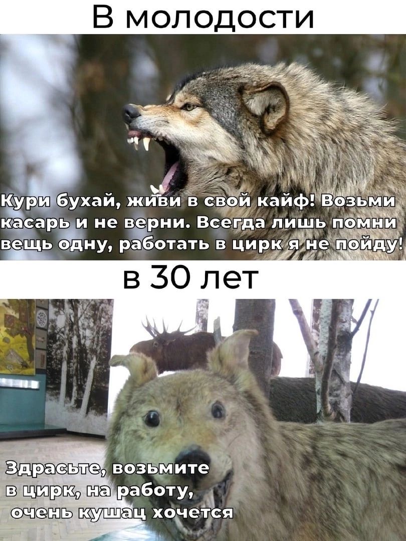 В молодости бухай живи в сврй кайф 3ьі ь и не рии Всегда лишь пдй пса работу ц ХЁГся