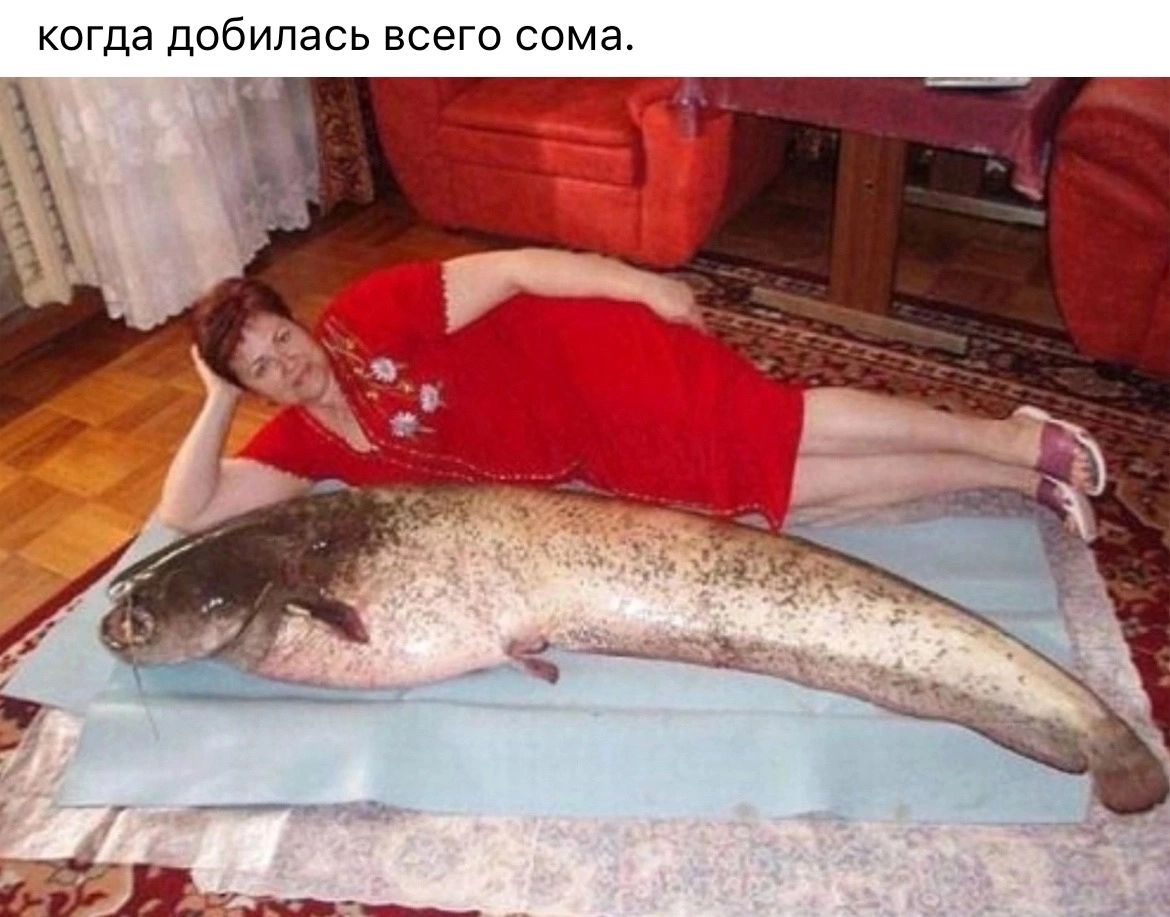 когда дпбипась всего сома