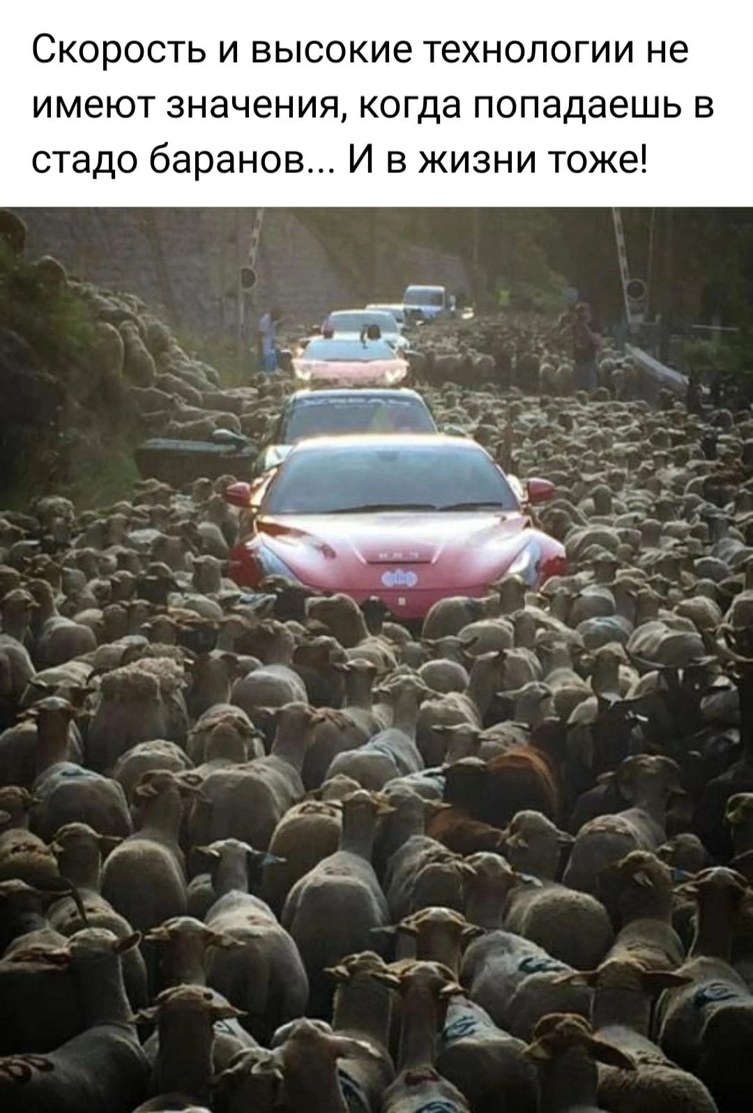 Скорость и высокие технологии не имеют значения когда попадаешь в стадо баранов И в жизни тоже