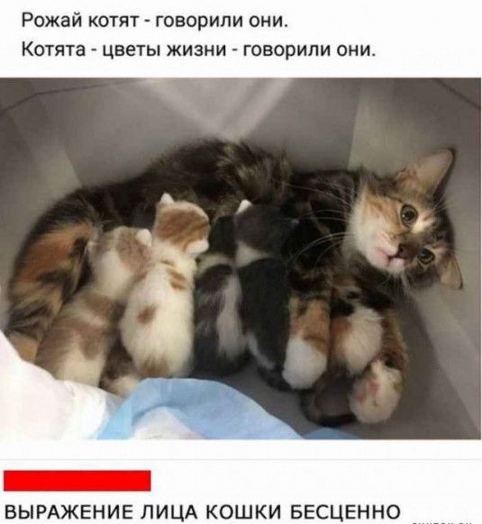 Рожай котят говорили они Котята цветы жизни говорили они ВЫРАЖЕНИЕ ЛИЦА КОШКИ БЕСЦЕННО вищих
