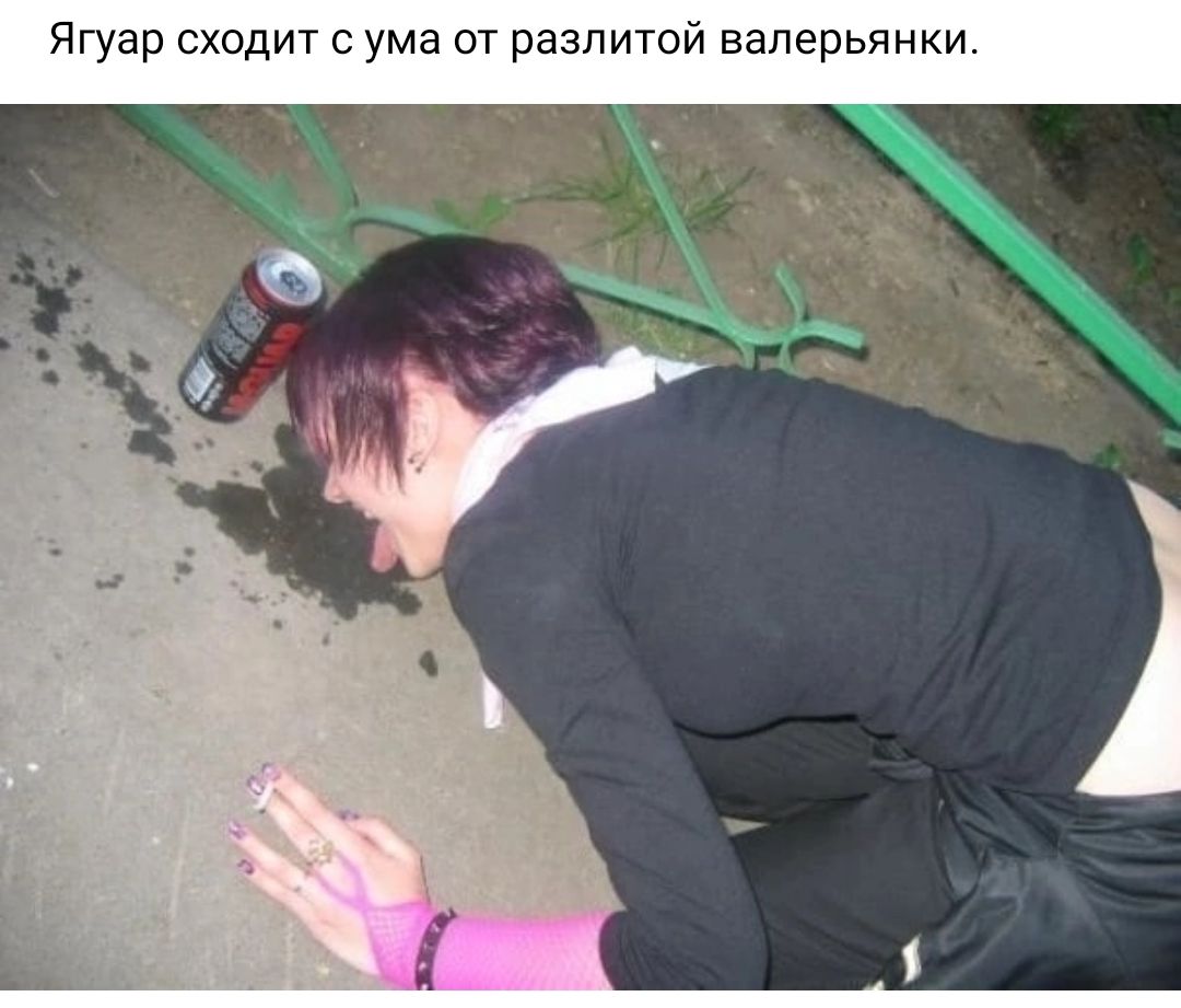 Ягуар сходит с ума от разлитой валерьянки