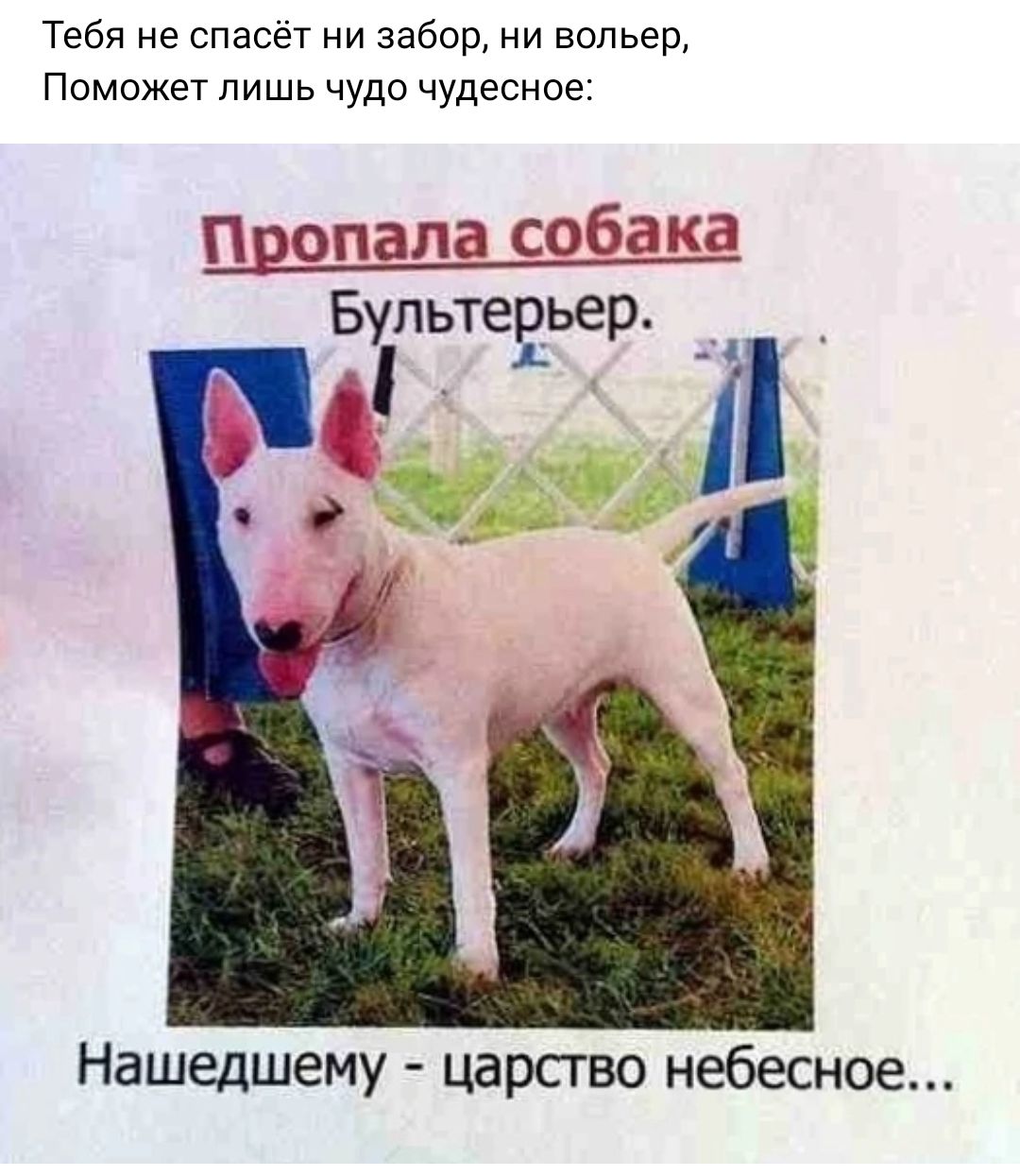 Тебя не спасег ни забор ни вольер Поможет лишь чудо чудесное Бультевьер ъ Нашедшему царство небесное