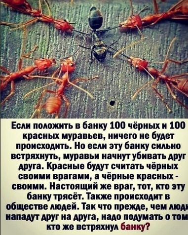 Если положить в банку 100 чёрных и 100 красных муравьев ничего не Будет происходить Но если эту банку снАьно встряхнуть муравьи начнут убивать друг друга Красные будут считать чёрных своими врагами а чёрные красиш своими Настоящий не враг тот кто эту банку трясіт Также происходит в обществе людей Так что прежде чем напцутдрут на друга надо подумать о то кто же встряхнул банку