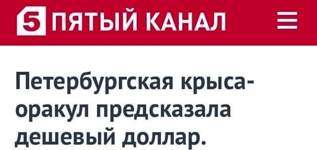 тпьіітшпйіі 1___1ЦЪ Петербургская крыса оракул предсказала дешевый доллар Л