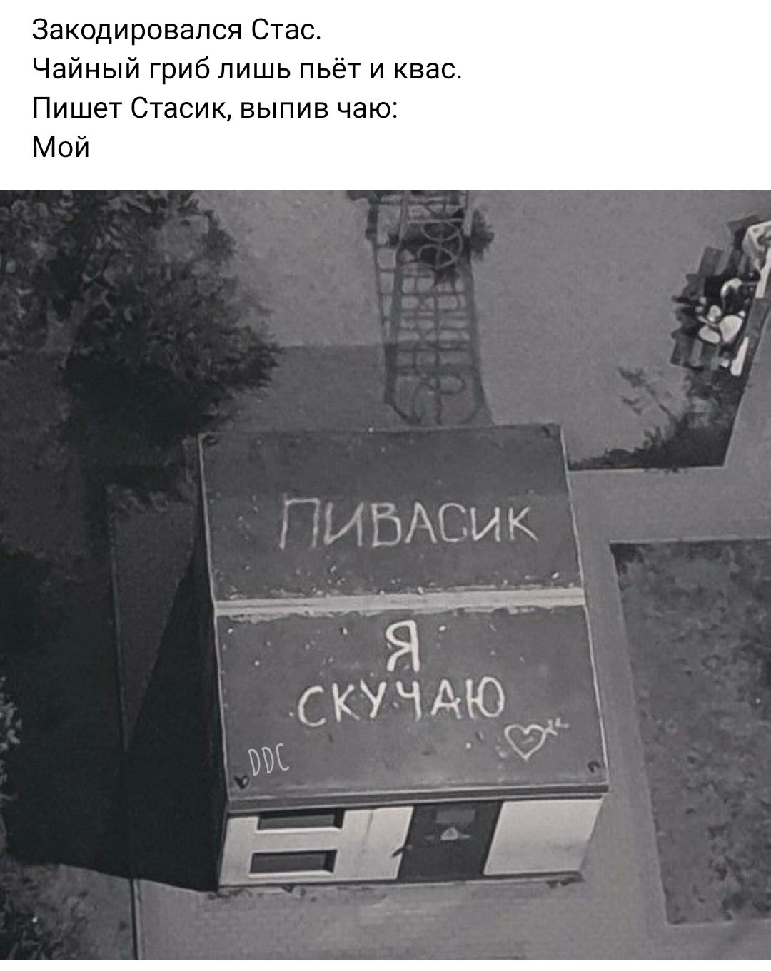 закодировался Стас Чайный гриб пишь пьет и вас Пишет Стасик выпив чаю Мой