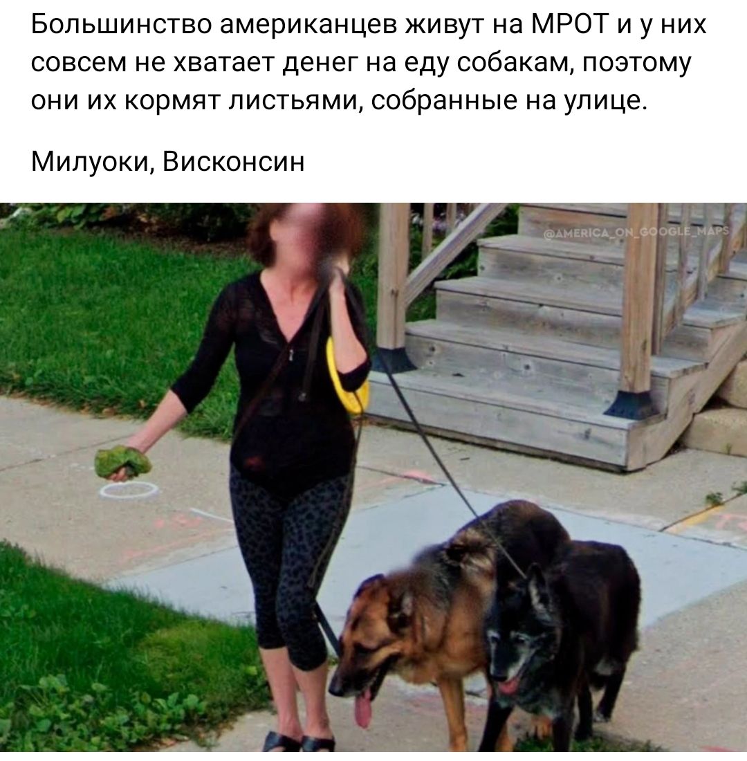 Большинство американцев живут на МРОТ и у них совсем не хватает денег на еду собакам поэтому они их кормят листьями собранные на улице Милуоки Висконсин