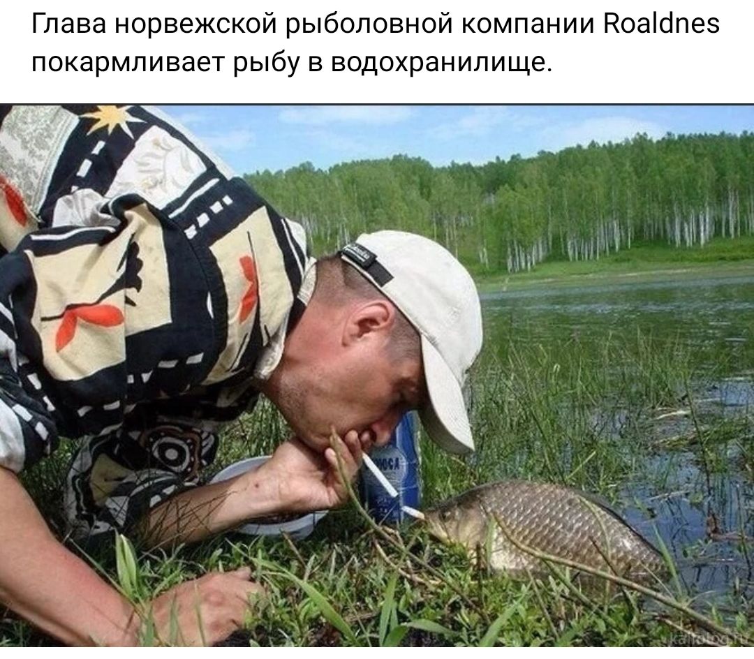 Глава норвежском рыболовном компании Коашпеэ покармпивает рыбу в водохранилище