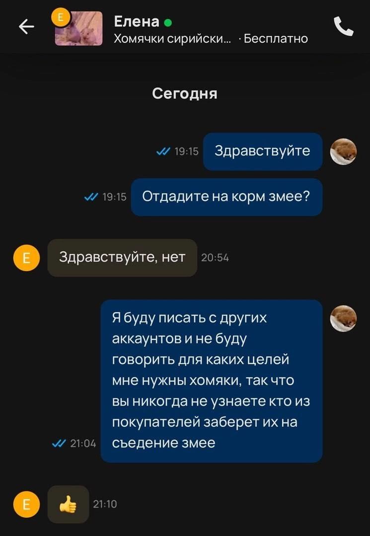 Елена Хомячки сирийски Еесппатно Сегодня и ь Здравствуйте л и 5 Отдадите на корм змее Здравствуйте нет ч Я буду писать с других аккаунтов и не буду говорить для каких цепей мне нужны хомяки так что вы никогда не узнаете кто из покупателей заберет их на и вы съедение змее