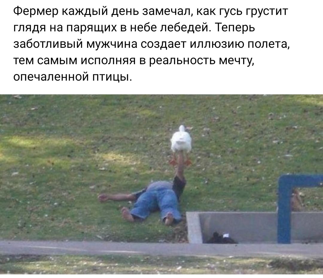 Фермер каждый день замечал как гусь грустит глядя на парящих в небе лебедей Теперь заботливый мужчина создает иллюзию полета тем самым исполняя в реальность мечту оПЕЧапенной птицы _ А