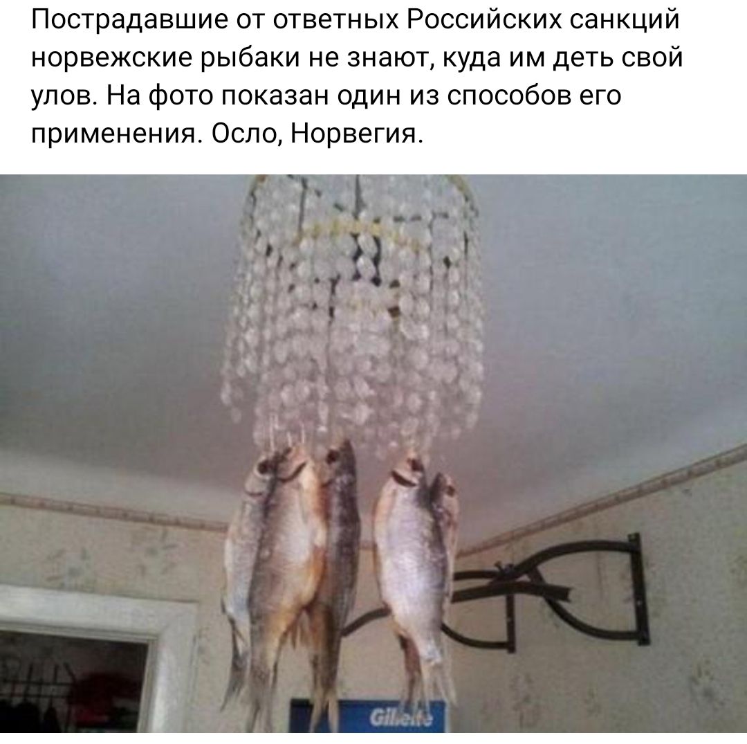 Пострадавшие пт ответных Российских санкций норвежские рыбаки не знают куда им деть свой улов На фото показан один из способов его применения Осло Норвегия