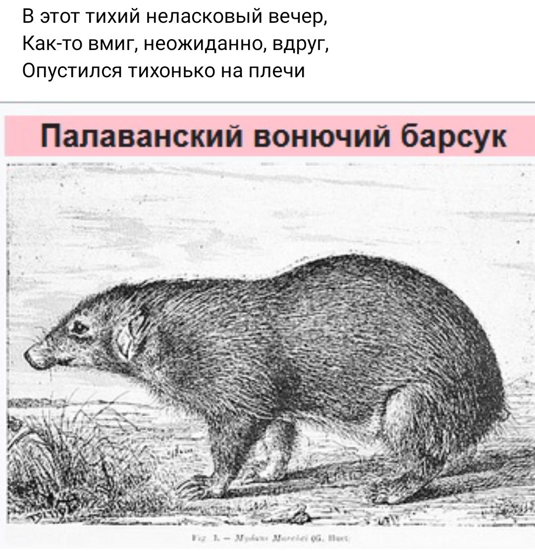 в этот тихий непасковый вечер Как то вмиг неожиданно вдруг спустился тихонько на плечи Палаваиский вонючий барсук