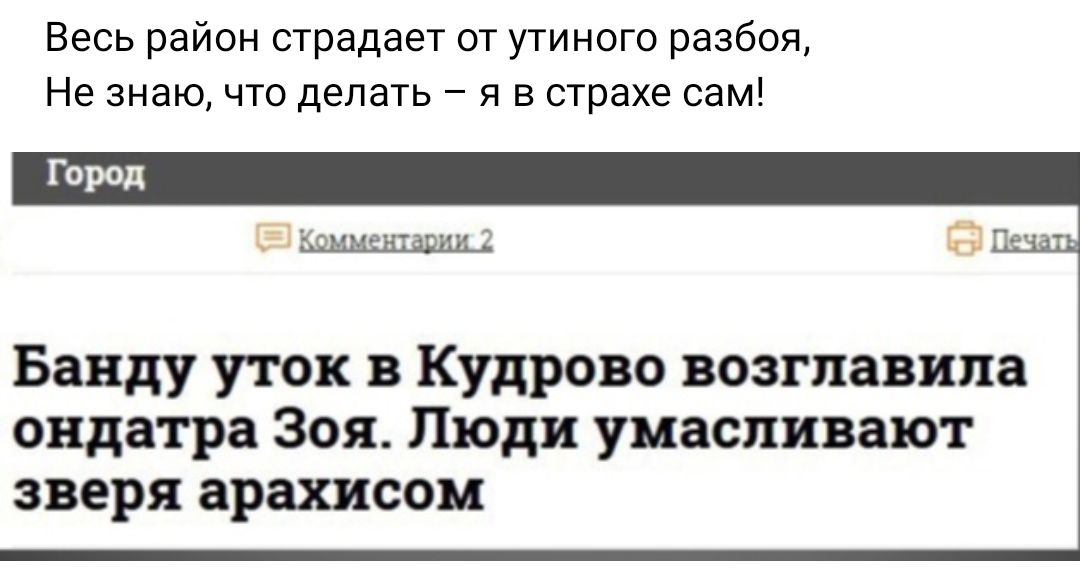 Весь район страдает от утиного разбоя Не знаючто делать я в страхе самі Бавду уток в Кудрово возглавила ондатра Зоя Люди уиасливают зверя арахисом