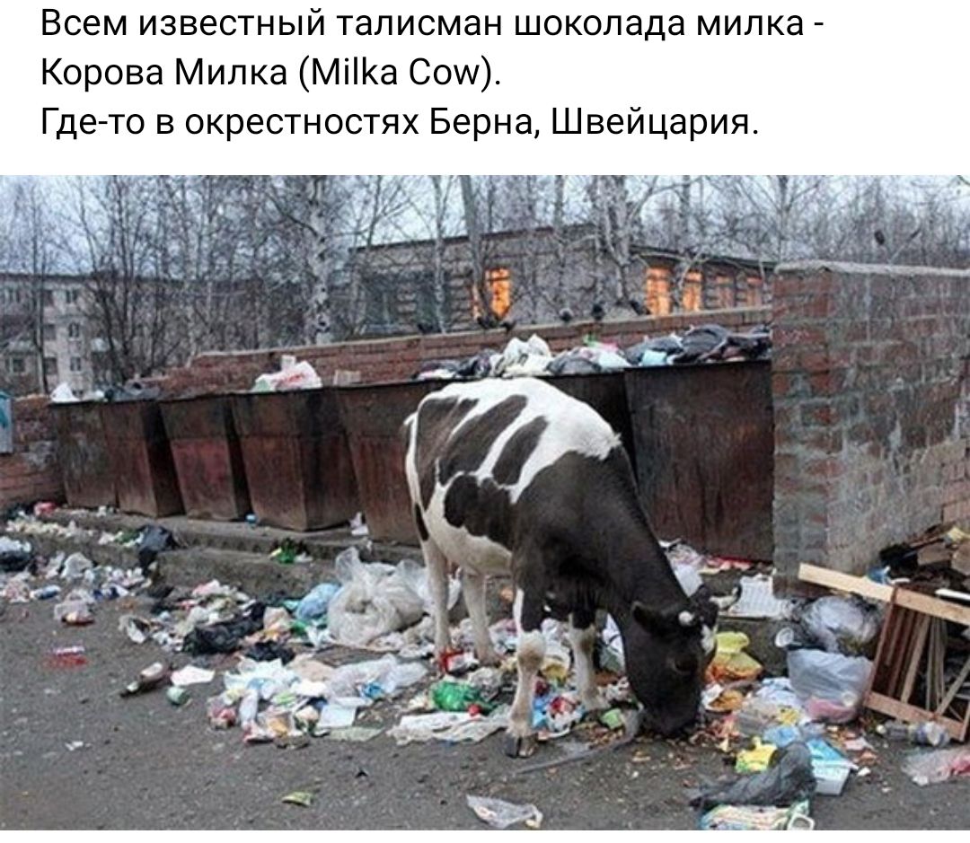 Всем известный талисман шоколада мипка Корона Милка МКЭ Саш Где то в окрестностях Берна Швейцария