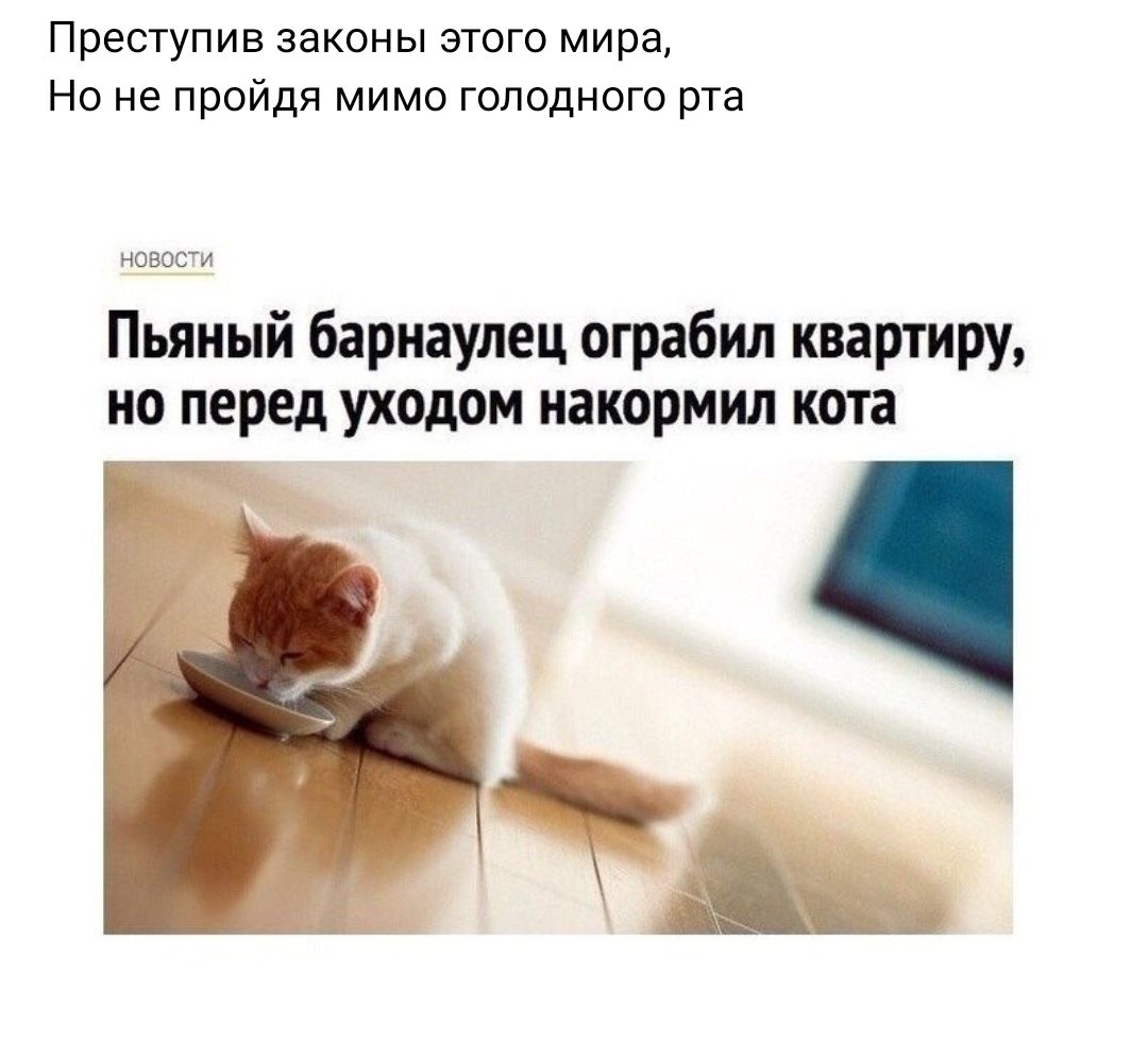 Преступив законы этого мира Но не пройдя мимо голодного рта Пьяный бариаулец ограбил квартиру но перед уходом иакормил кота